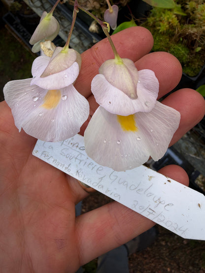 Utricularia alpina La Soufriere Guadeloupe Pinkish Flowers #1 bladderwort in bloom