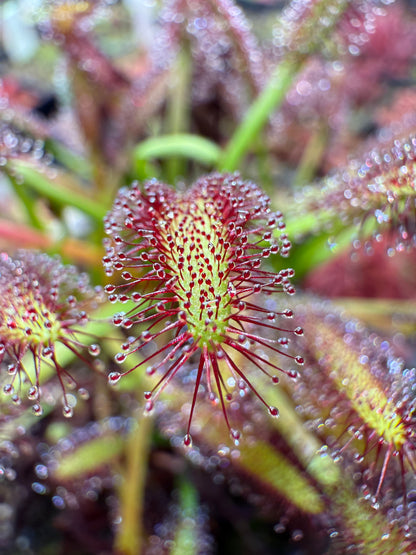 Drosera capensis Lamina Golden Green w/ Deep Red Glands (Franschhoek Mtns) Lowrie