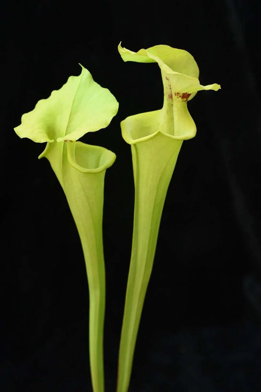 Sarracenia flava rugelii DW