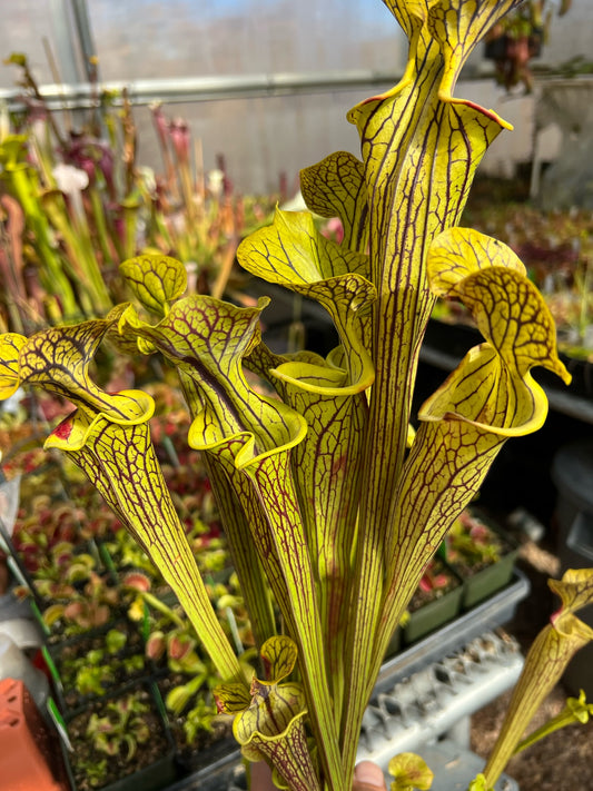 Sarracenia flava improved black veins F3 the best From Mike Wang