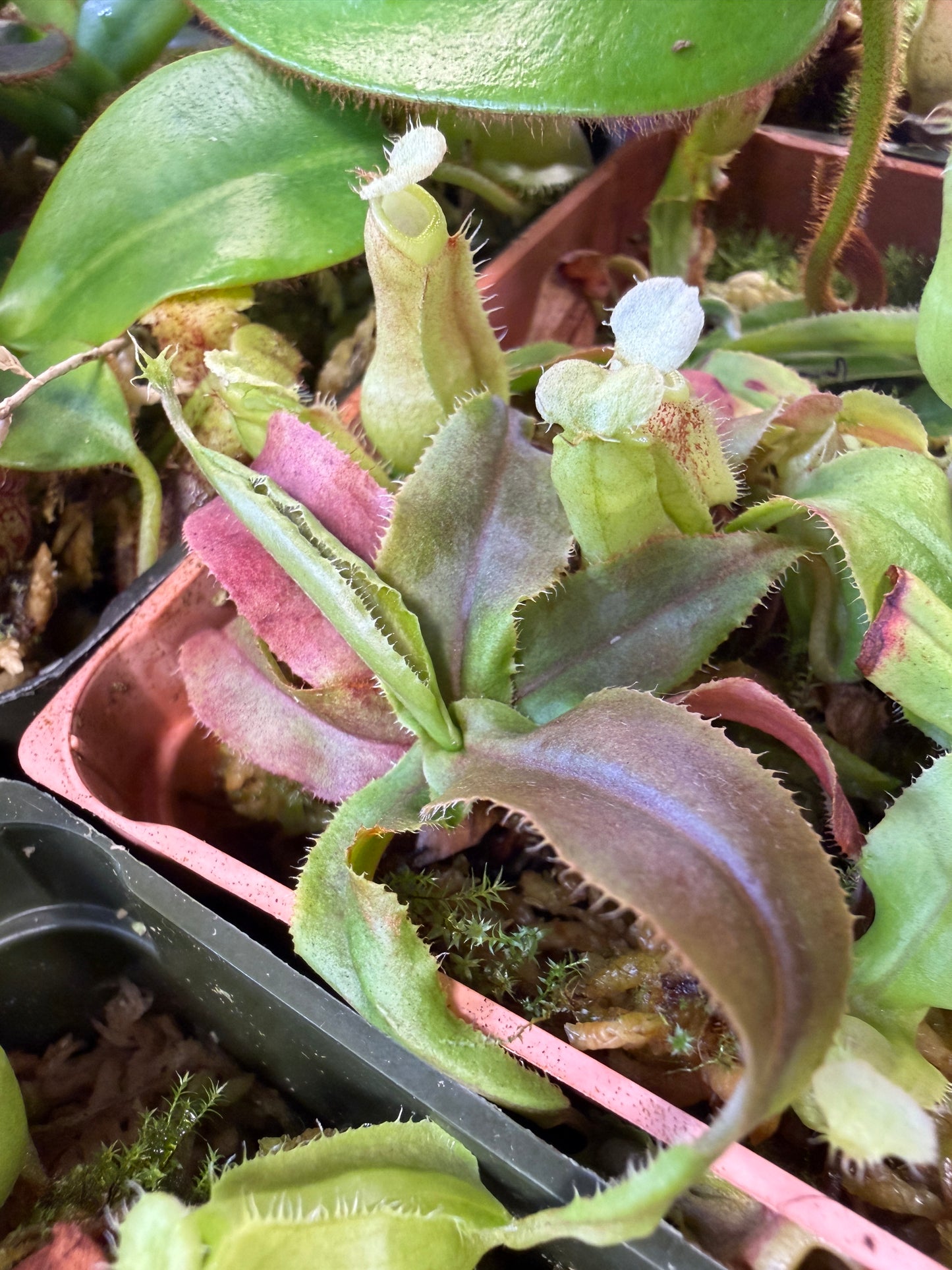 N132 Nepenthes mirabilis Wings x globosa (Shipped Bare-Root)