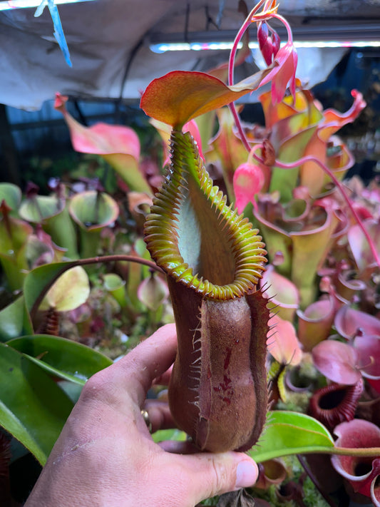 Coming Soon - Fresh Nepenthes diabolica x edwardsiana Hairiest clone February- March 2026