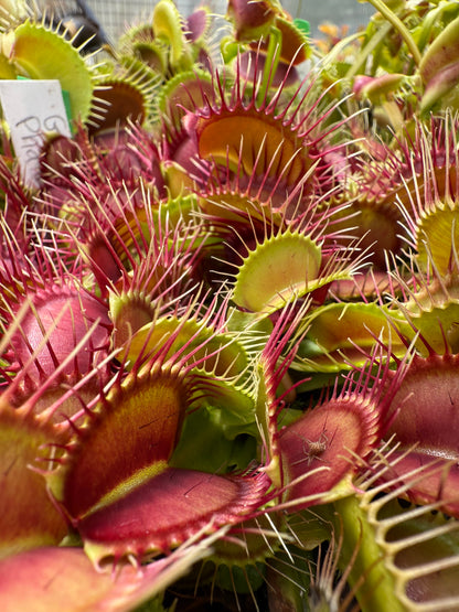 Dionaea muscipula GJ Phalanx