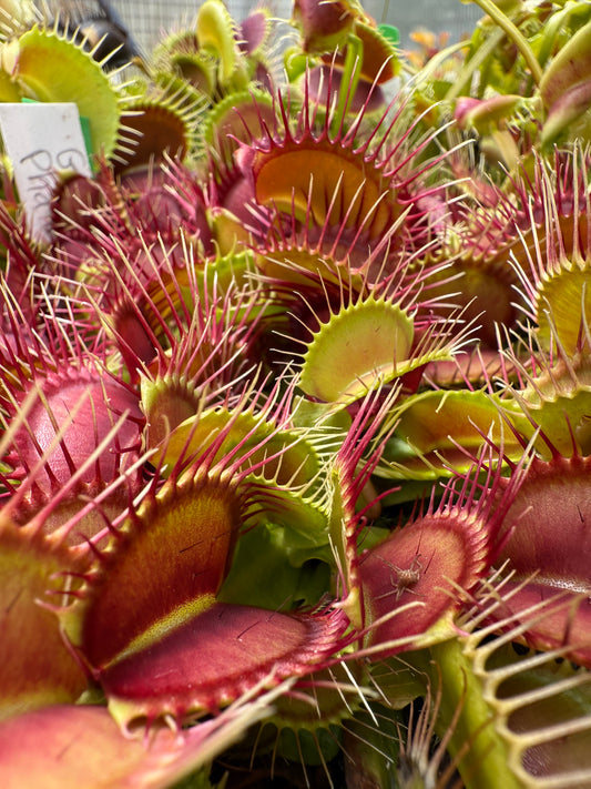 Dionaea muscipula GJ Phalanx