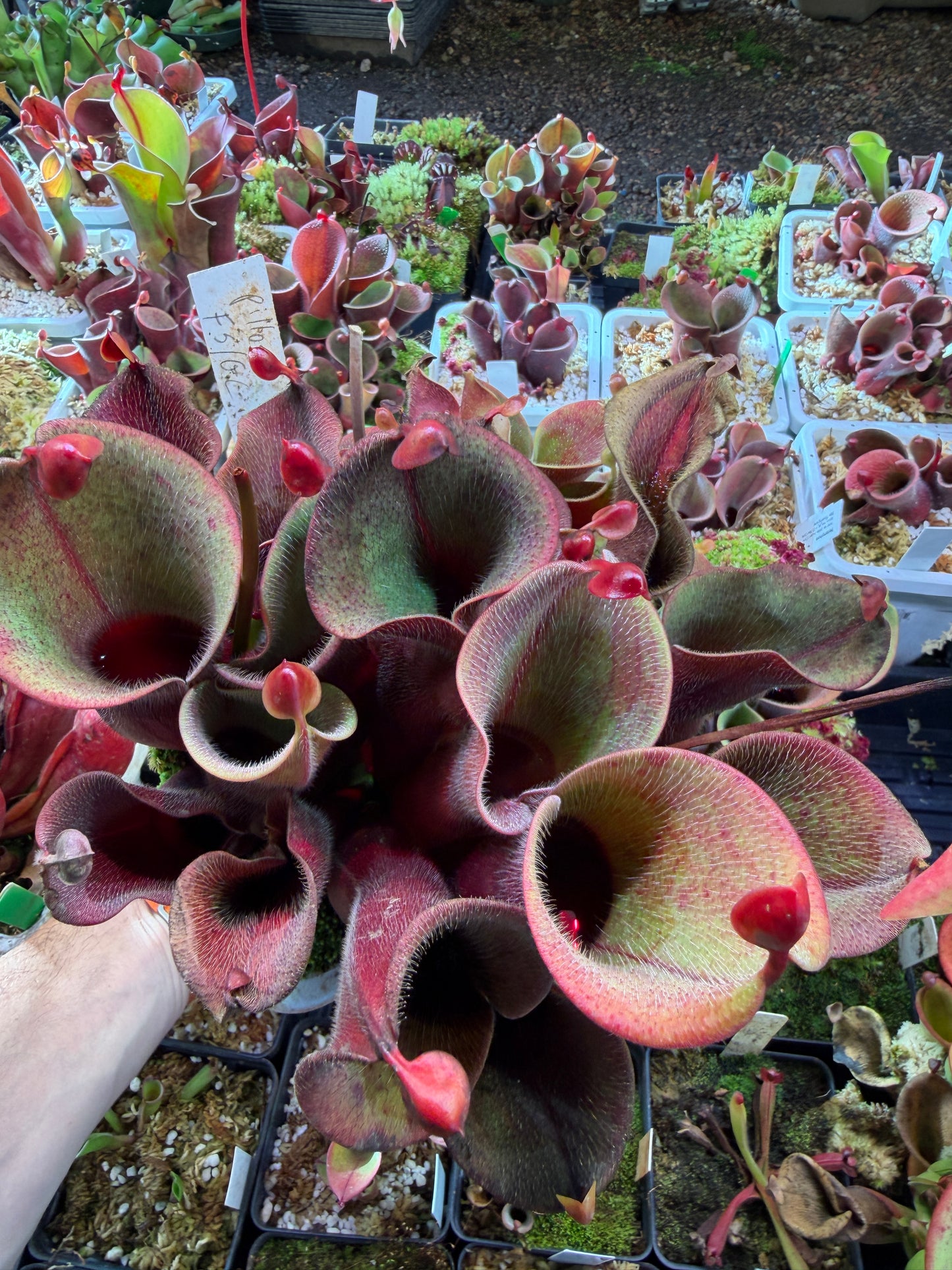 Heliamphora minor var. pilosa Clone Fancy Giant Lei clone