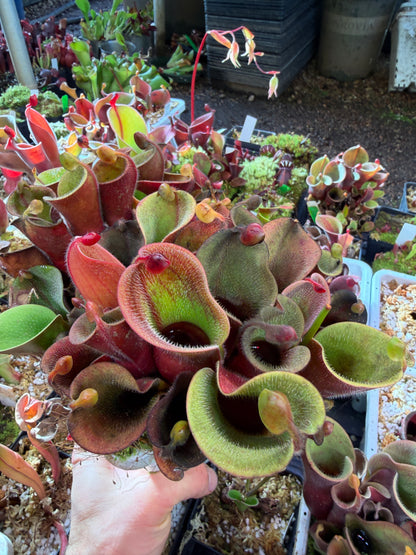 Heliamphora minor var. pilosa AW Clone #12