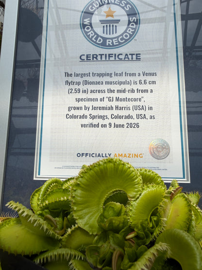Dionaea muscipula GJ Montecore