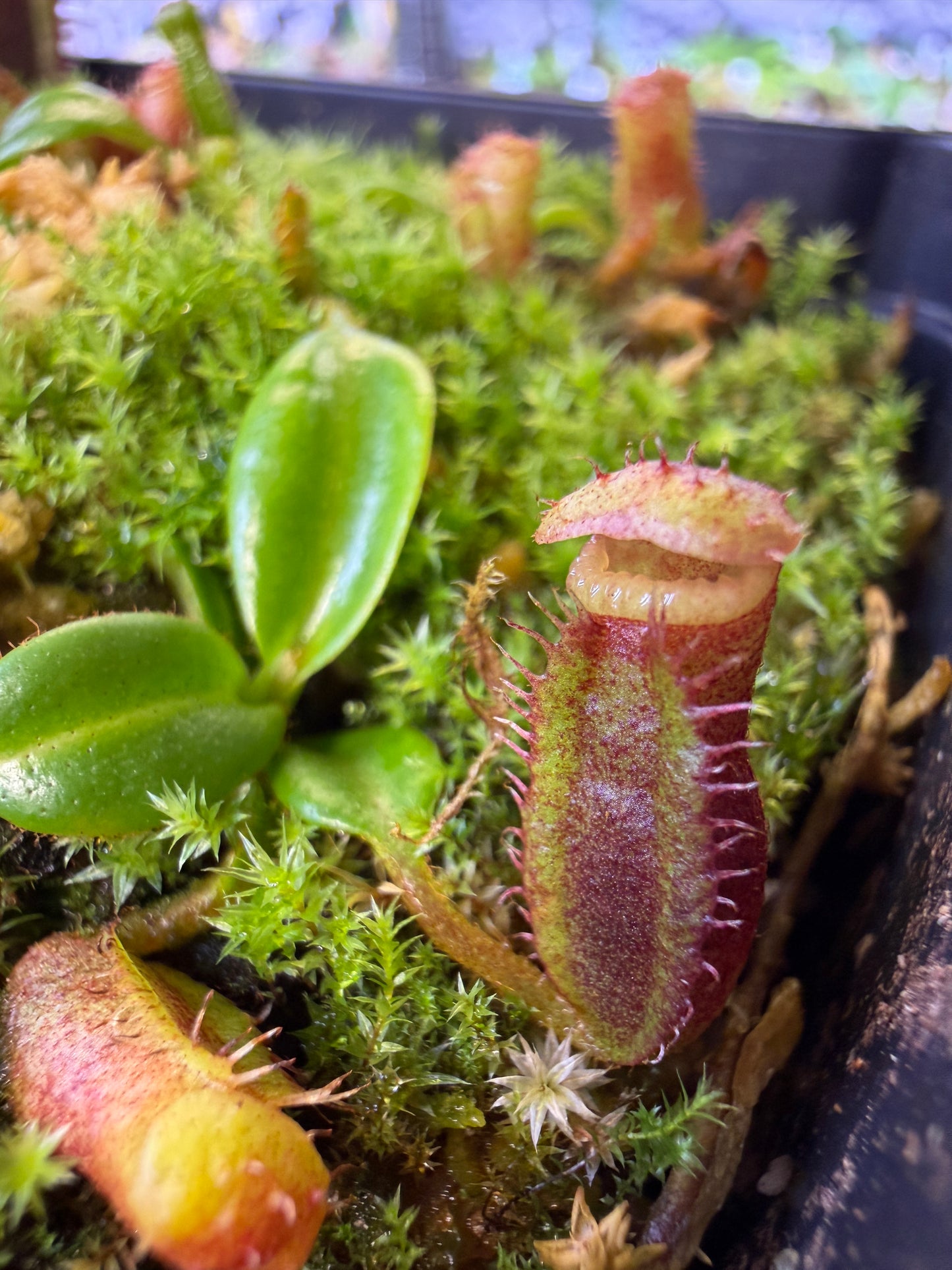 N135 Nepenthes harryana (villosa x edwardsiana) (Shipped Bare-Root)