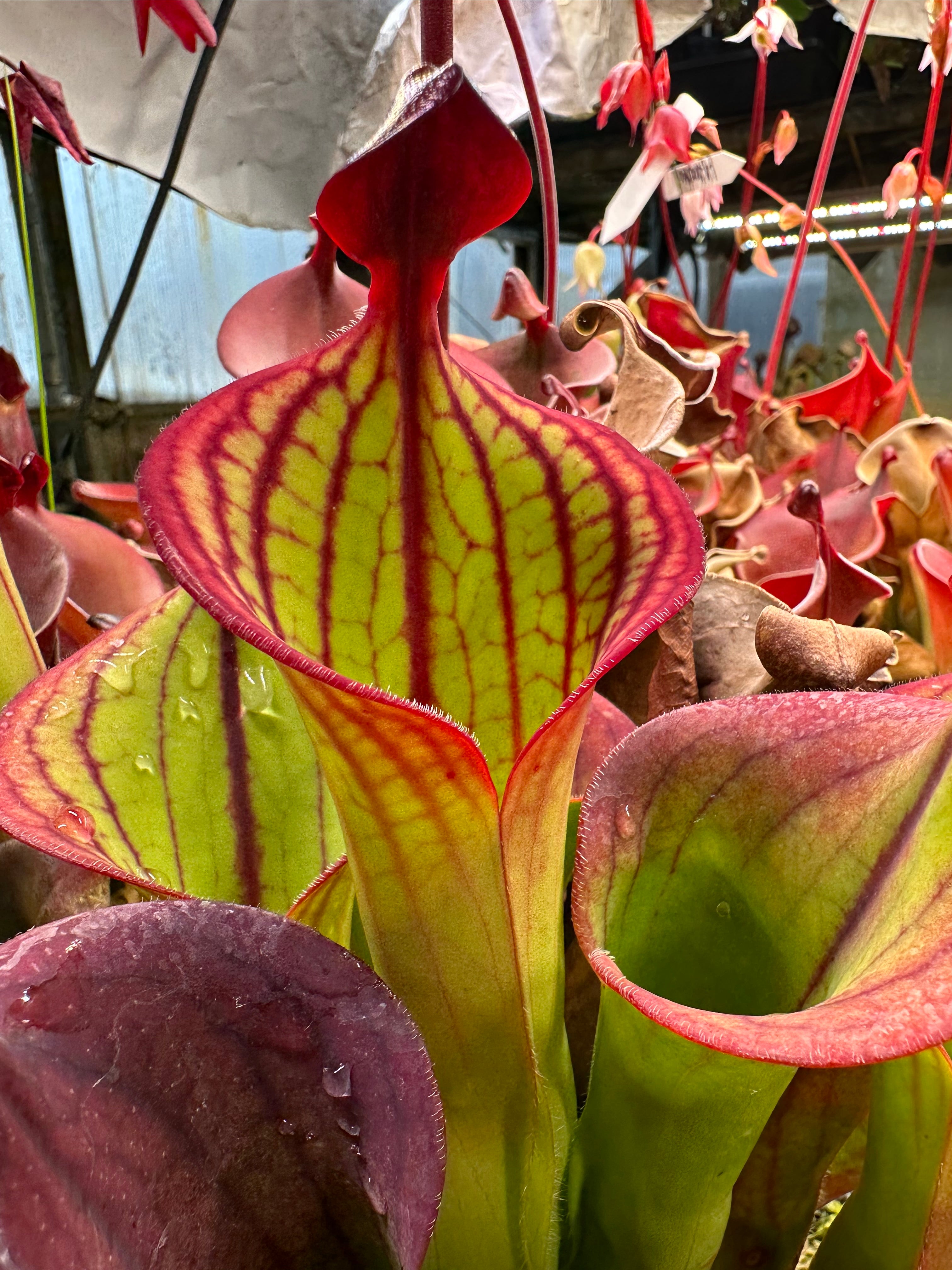H. macdonaldae | Jeremiah's Plants