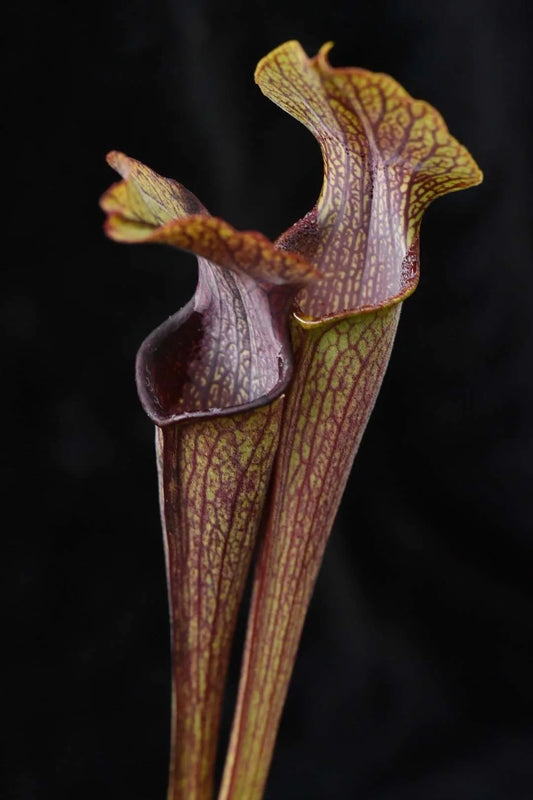 Sarracenia alata Desoto NF Stone Co MS