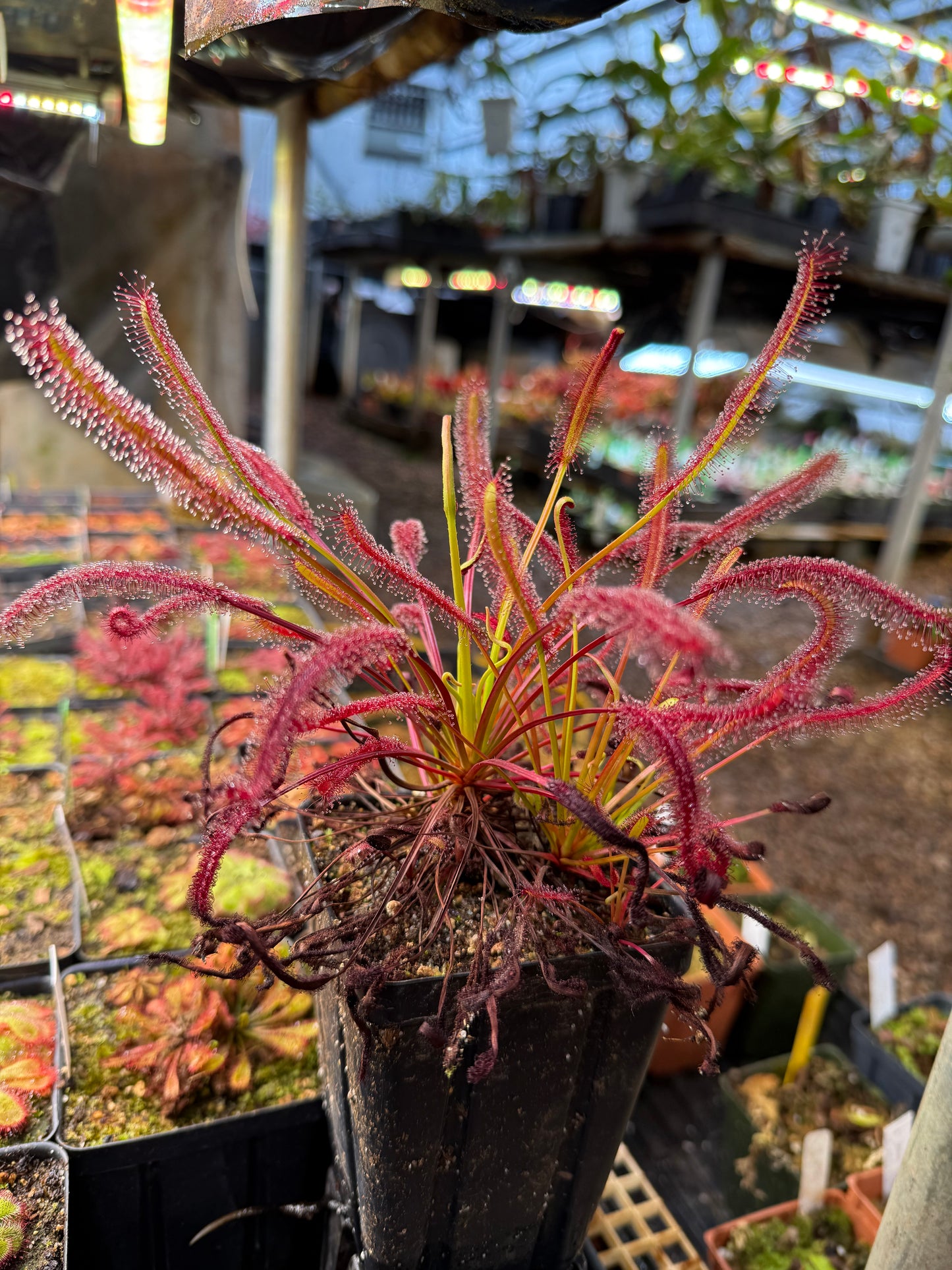 Drosera capensis Triffid Rose from Curious Plants