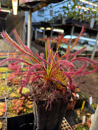 Drosera capensis Triffid Rose from Curious Plants
