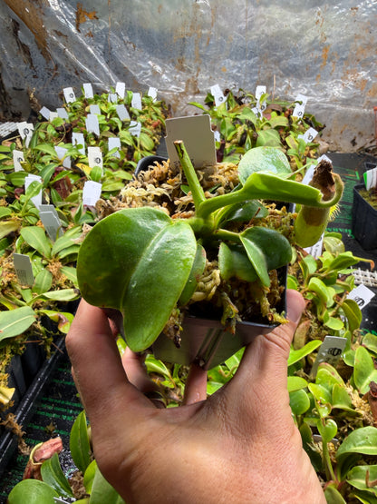 Nepenthes truncata - Squat EP x truncata (c), Giant Striped NP131 - Seed Grown (Shipped Bare Root)