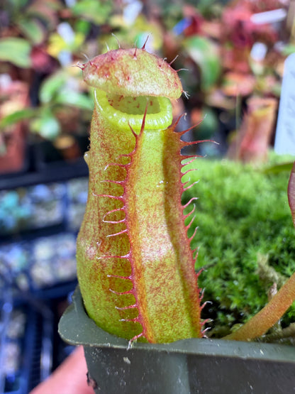 N113 Nepenthes Rokko Exotica x edwardsiana (Shipped Bare-Root)