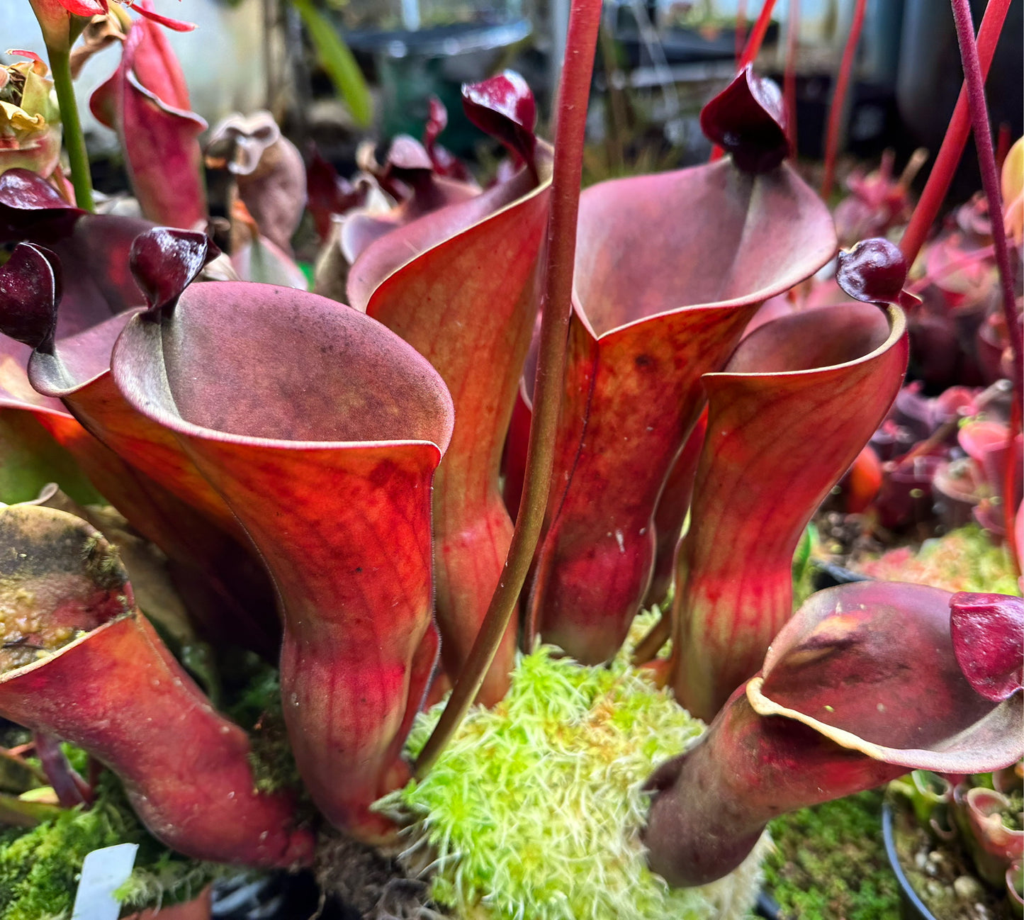 Heliamphora Scylla
