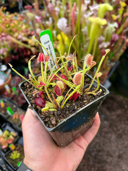 Dionaea muscipula CCCP Prickly Pickle