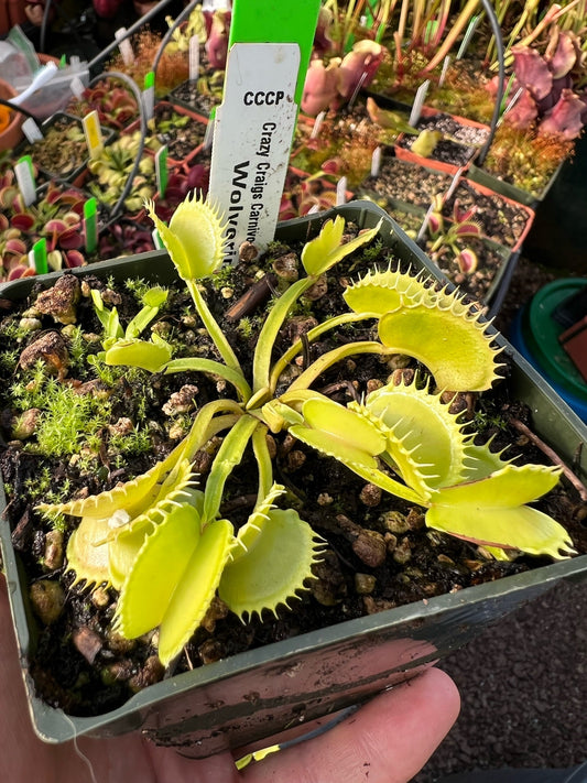 Dionaea muscipula CCCP Wolverine