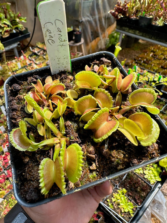 Dionaea muscipula Candy Cane