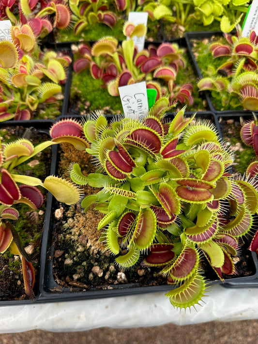 Dionaea muscipula Carnivoria Giant G1