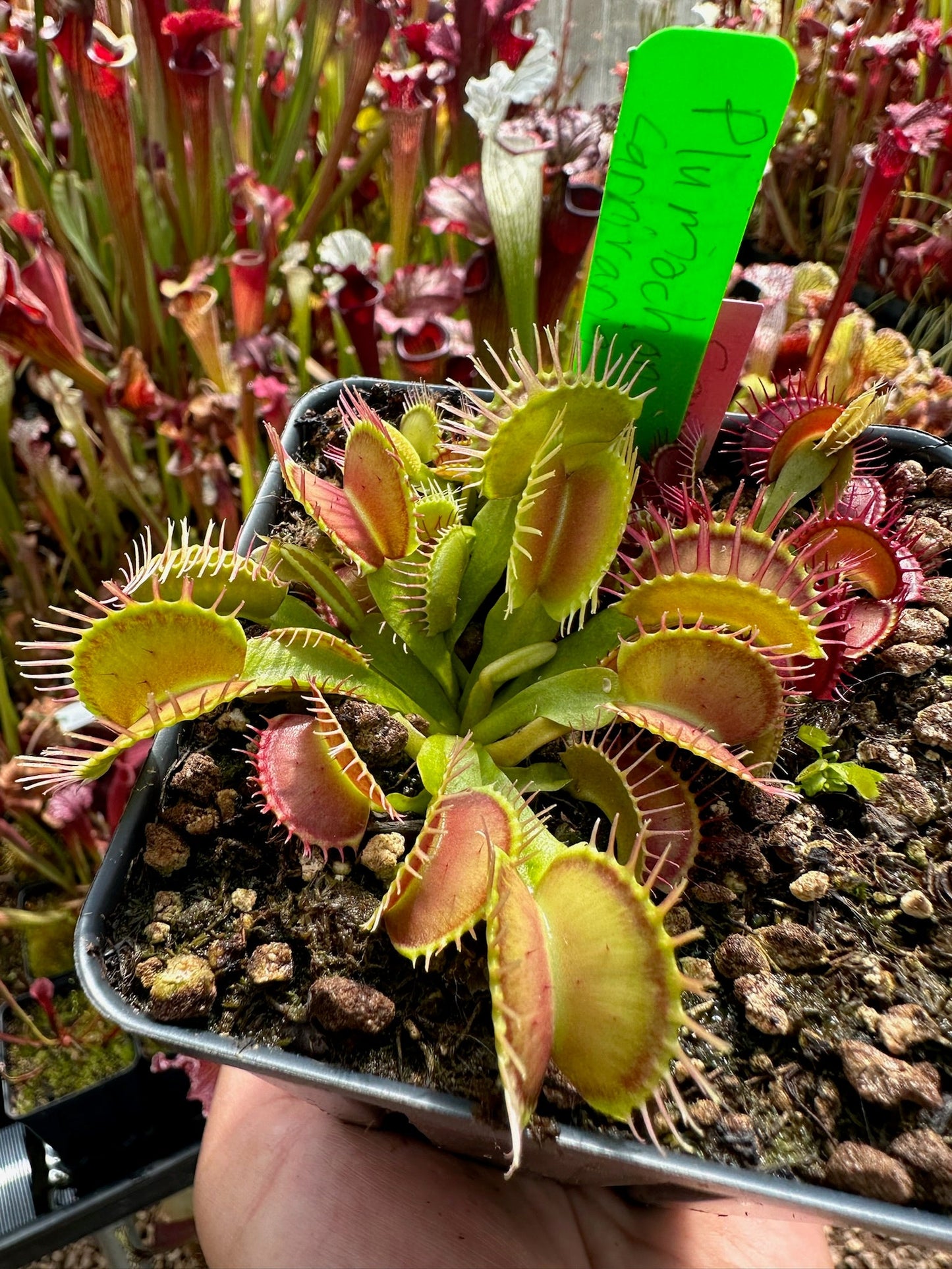 Dionaea muscipula Carnivoria Plomochon