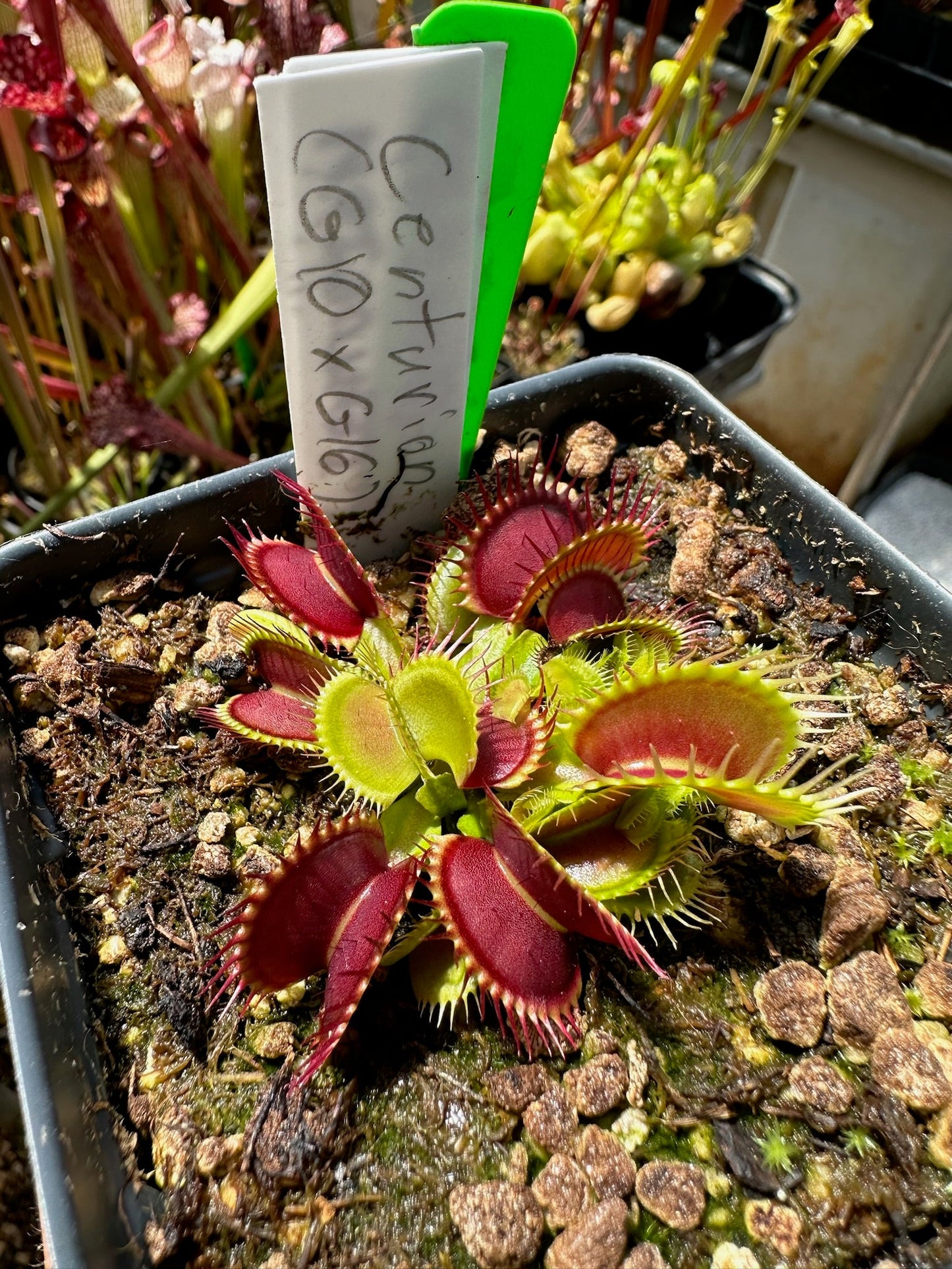 Dionaea muscipula Centurion (G10 x G16)