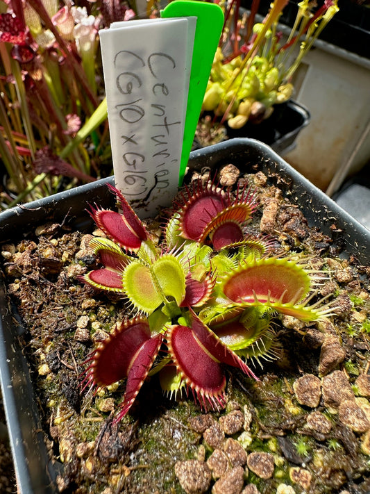 Dionaea muscipula Centurion (G10 x G16)