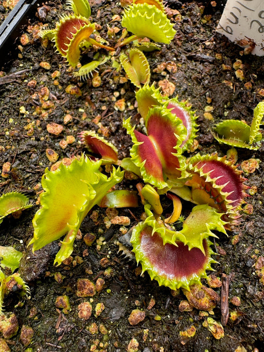 Dionaea muscipula Chinese Dumpling