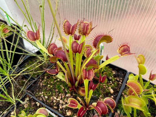 Dionaea muscipula Chupacabra