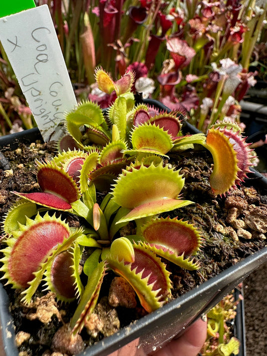 Dionaea muscipula Coq Couché x Upright