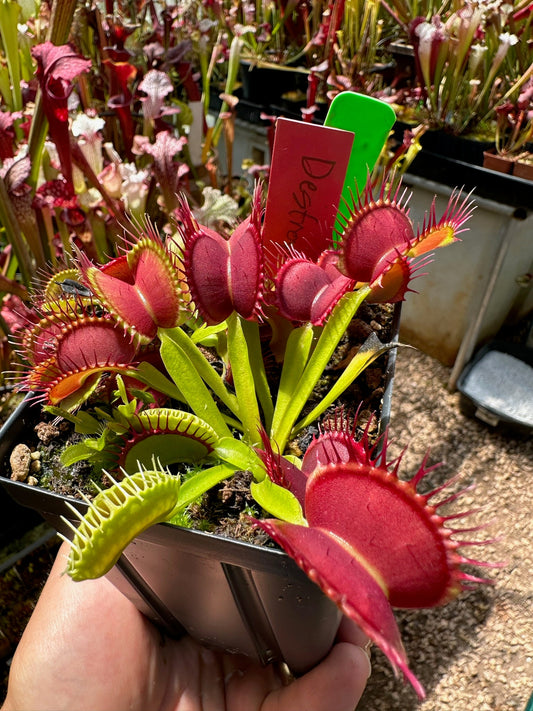 Dionaea muscipula Destroyer