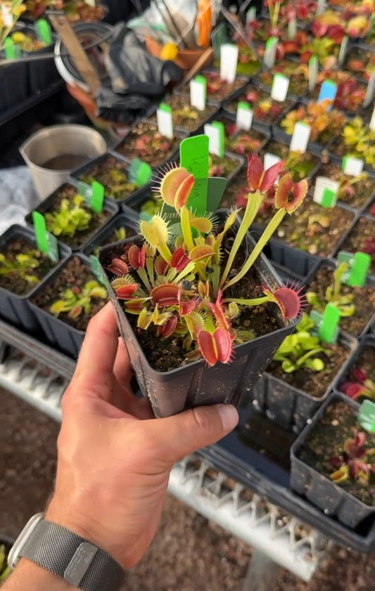 Dionaea muscipula Diflora Type Fused