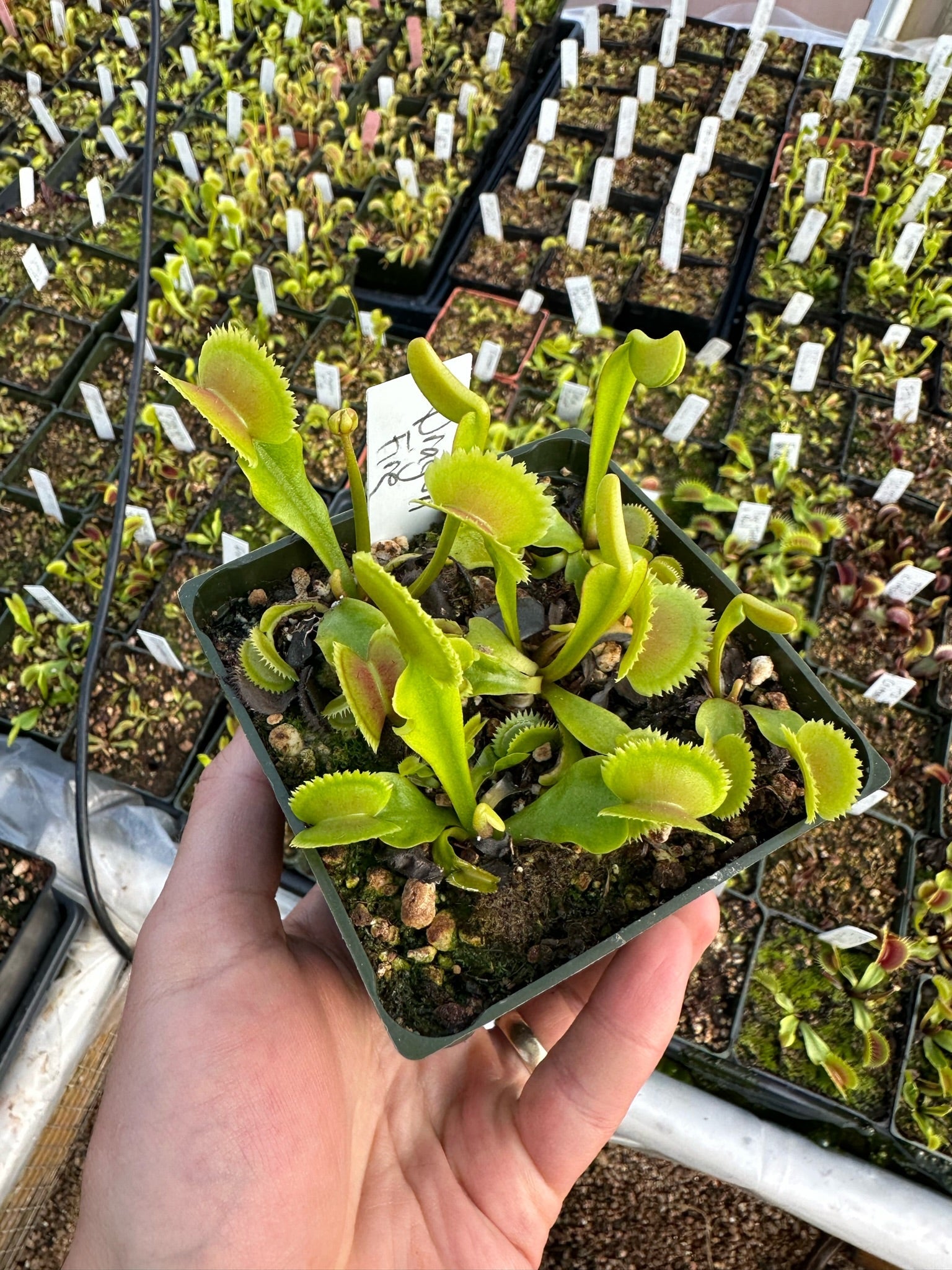 Dionaea muscipula Dragon’s Fire