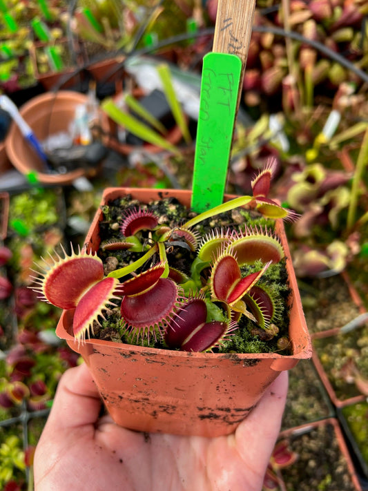 Dionaea muscipula FFT Green Star