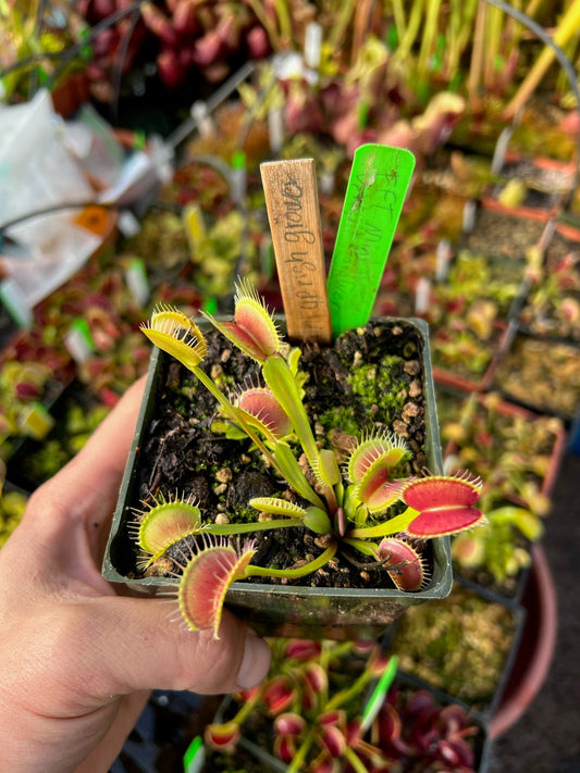 Dionaea muscipula FFT Mini Upright