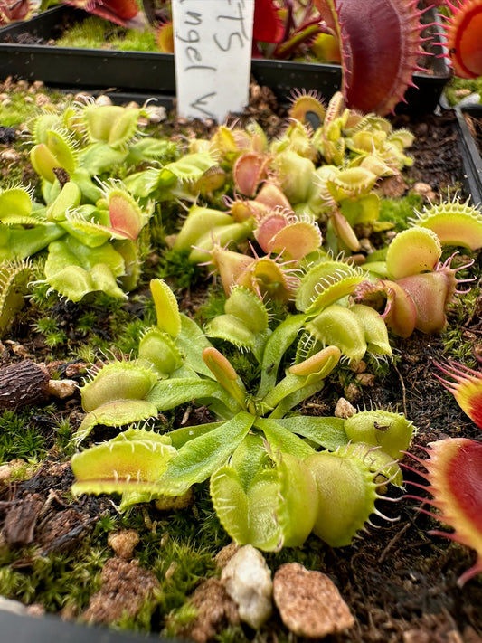 Dionaea muscipula FTS Angel Wings