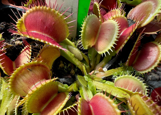 Dionaea muscipula FTS Etna