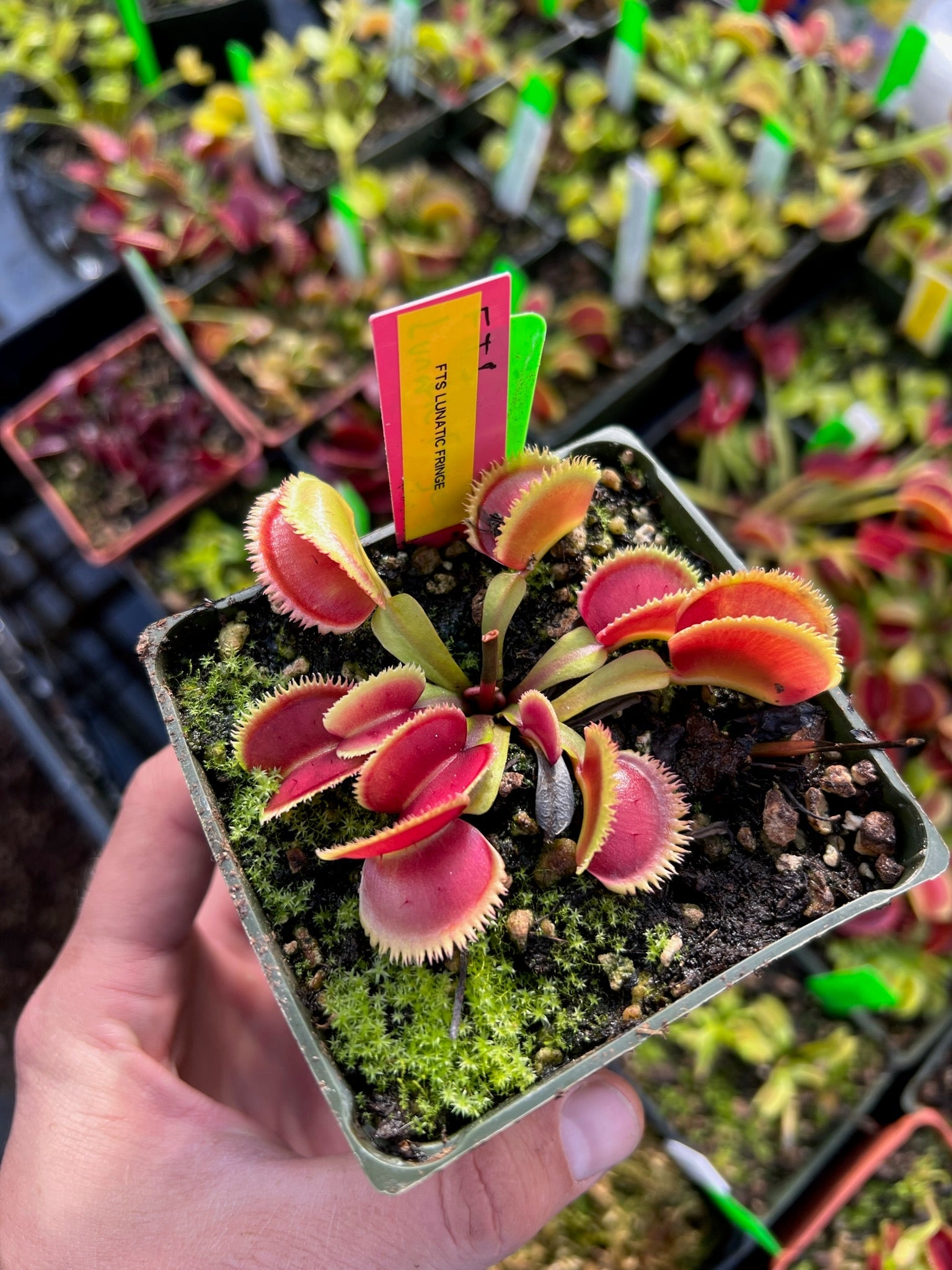 Dionaea muscipula FTS Lunatic Fringe