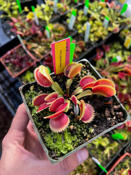 Dionaea muscipula FTS Lunatic Fringe