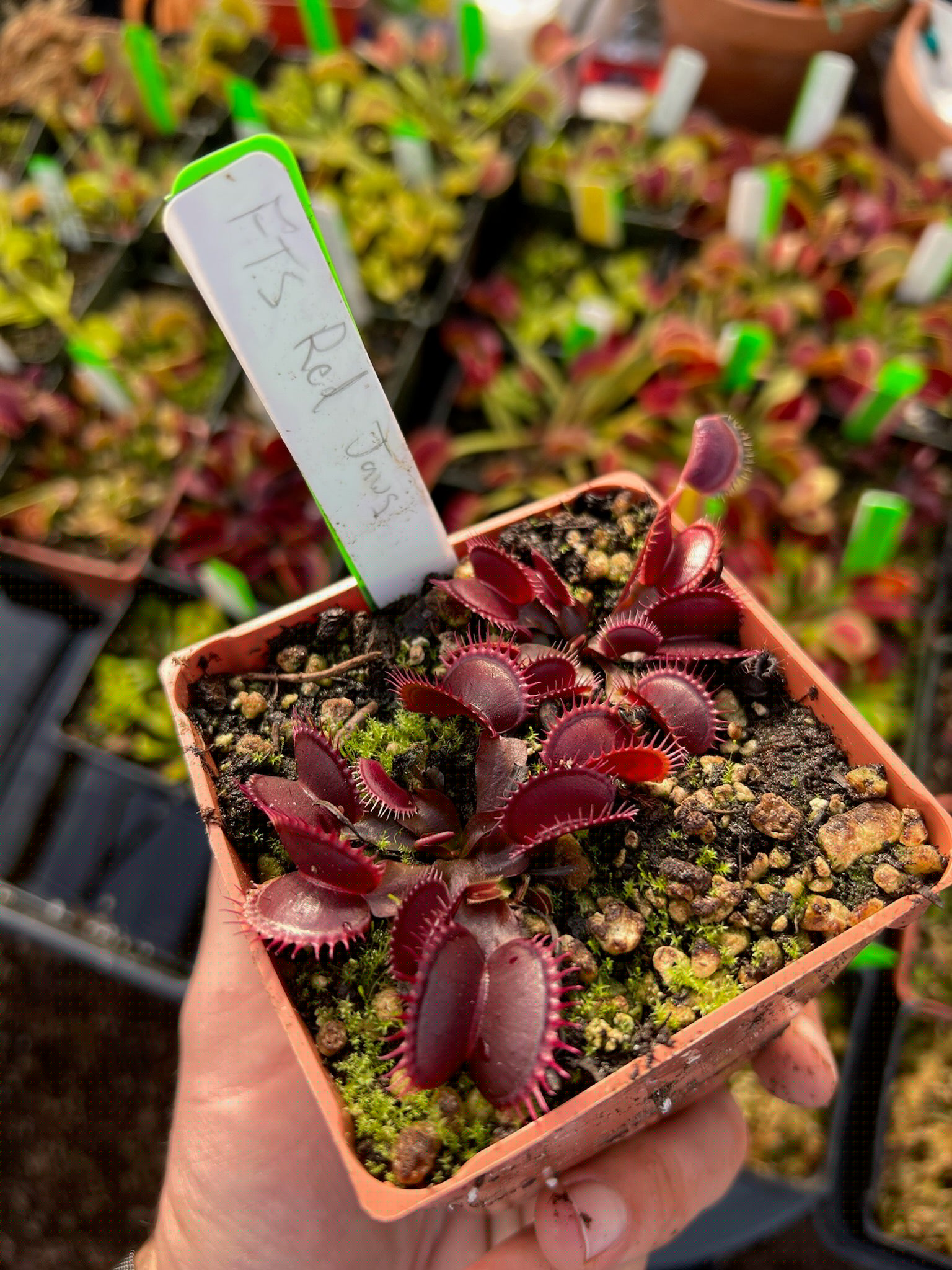 Dionaea muscipula FTS Red Jaws
