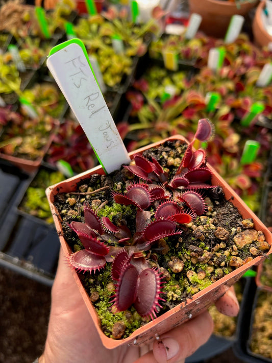 Dionaea muscipula FTS Red Jaws