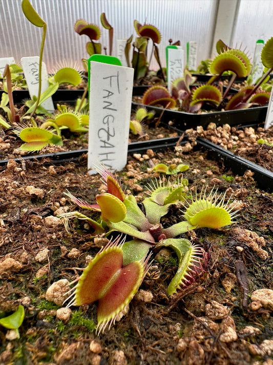 Dionaea muscipula Fangzahn (E.Koenig)
