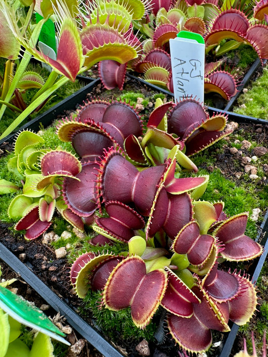 Dionaea muscipula GJ Atlantic Cockle