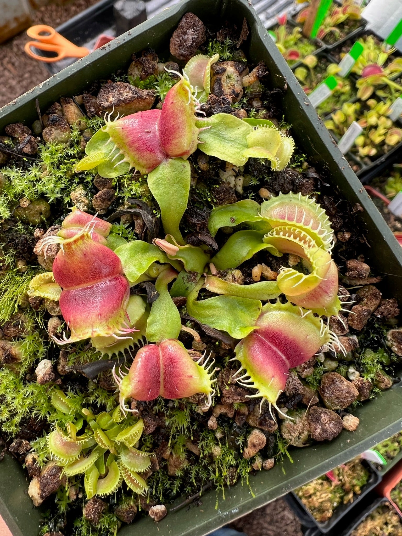 Dionaea muscipula GJ Umgekrempelt