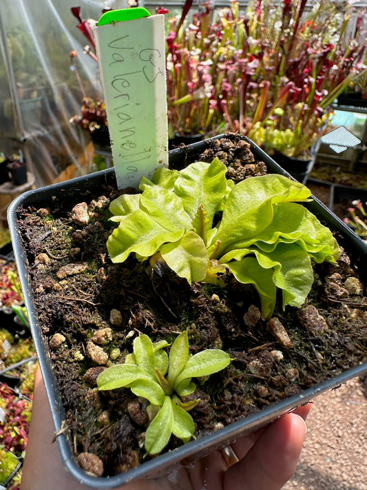 Dionaea muscipula GJ Valerianella