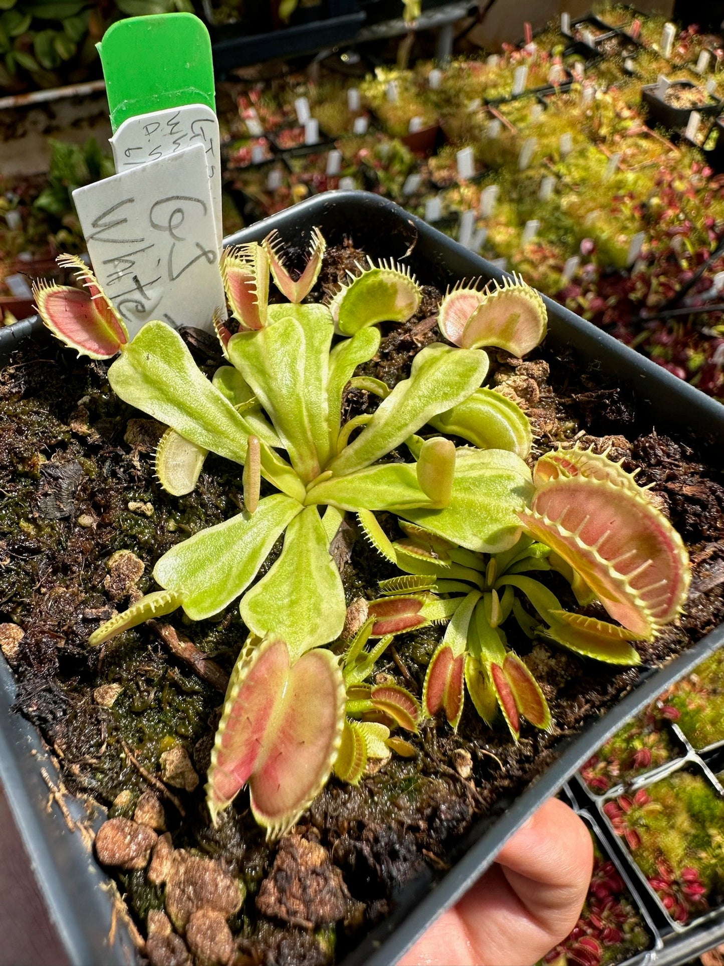 Dionaea muscipula GJ White Tiger