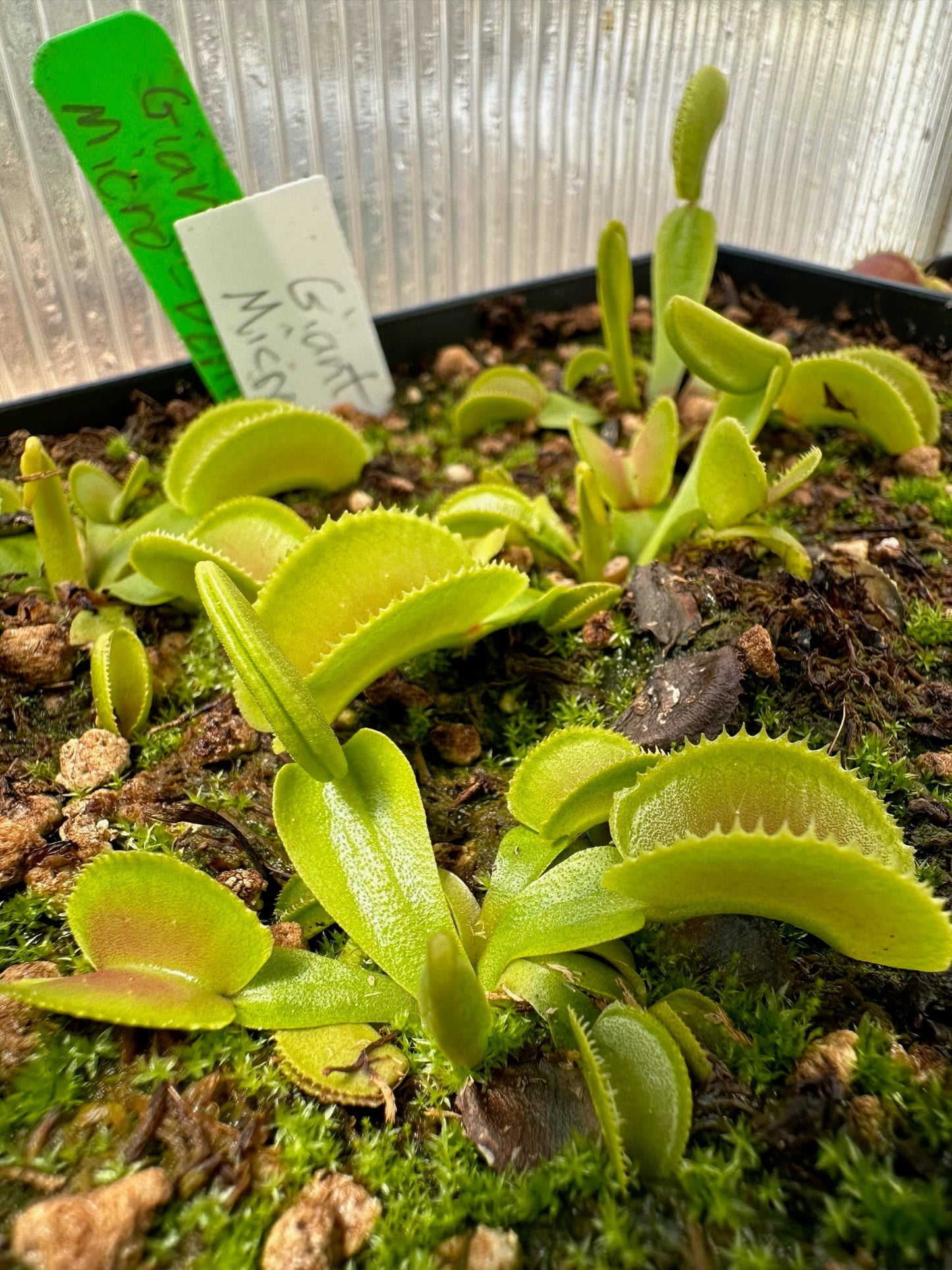Dionaea muscipula Giant Microdente