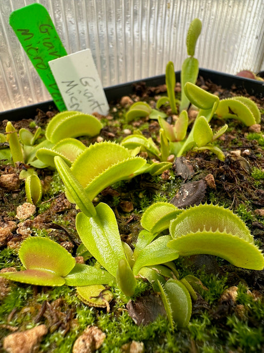 Dionaea muscipula Giant Microdente