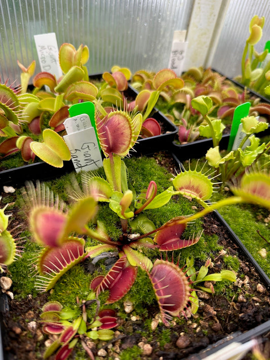 Dionaea muscipula Giant Sand