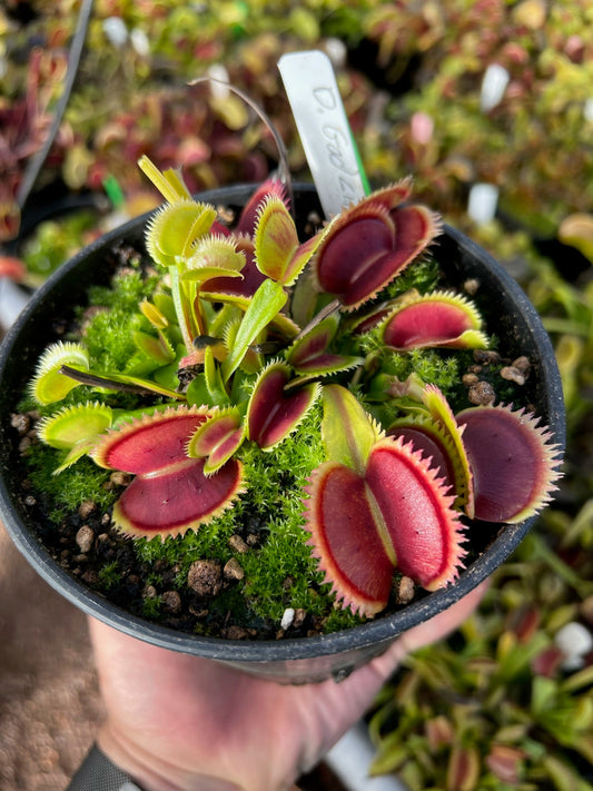 Dionaea muscipula Godzilla CalCarn