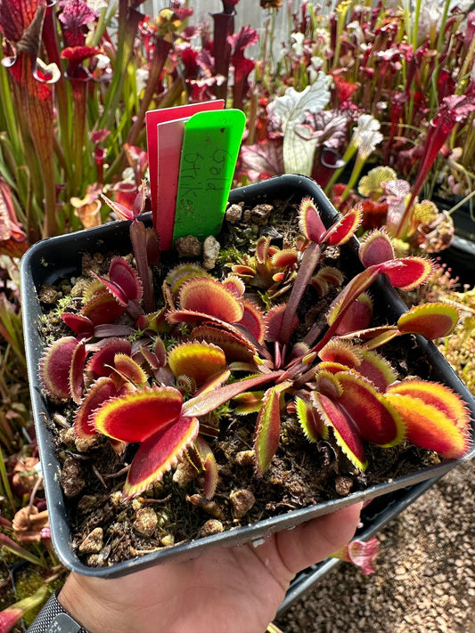 Dionaea muscipula Gold Strike